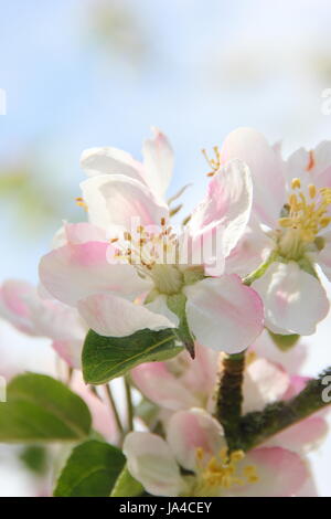 Malus domestica 'Yorkshire' heritage aromatiques variété apple en pleine floraison dans un verger sur une journée ensoleillée peut, en Angleterre, Royaume-Uni Banque D'Images