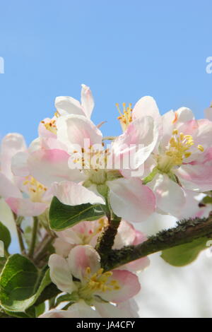 Malus domestica 'Yorkshire' heritage aromatiques variété apple en pleine floraison dans un verger sur une journée ensoleillée peut, en Angleterre, Royaume-Uni Banque D'Images