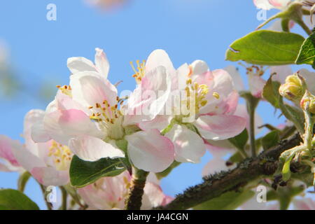 Malus domestica 'Yorkshire' heritage aromatiques variété apple en pleine floraison dans un verger sur une journée ensoleillée peut, en Angleterre, Royaume-Uni Banque D'Images