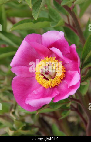 La pivoine (Paeonia officinalis commune) en pleine floraison dans la frontière d'un jardin anglais - mai Banque D'Images