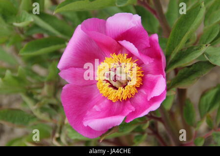 La pivoine (Paeonia officinalis commune) en pleine floraison dans la frontière d'un jardin anglais - mai Banque D'Images