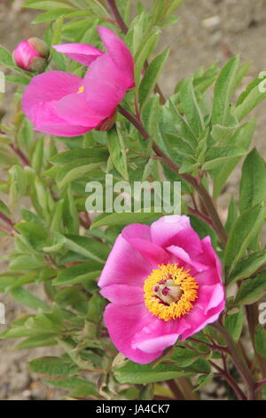 La pivoine (Paeonia officinalis commune) en pleine floraison dans la frontière d'un jardin anglais - mai Banque D'Images