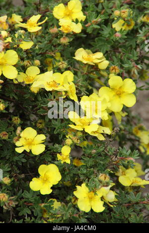 Potentilla fruticosa 'Elizabeth' (potentille) floraison dans la frontière herbacées d'un jardin anglais en mai, England, UK Banque D'Images