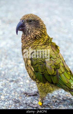 Nestor notabilis Kea (oiseau) en Nouvelle Zélande Banque D'Images