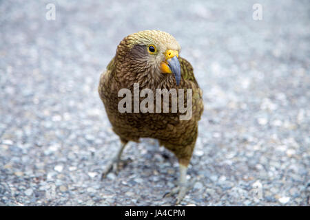 Nestor notabilis Kea (oiseau) en Nouvelle Zélande Banque D'Images