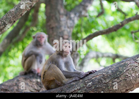 Monkey singe rhésus est assis sur un arbre sous la supervision d'un adulte de sexe féminin Banque D'Images