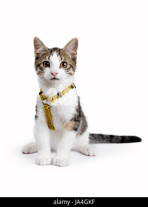 European shorthair chaton / chat assis sur fond blanc jaune harnas et porter à la caméra directement dans Banque D'Images
