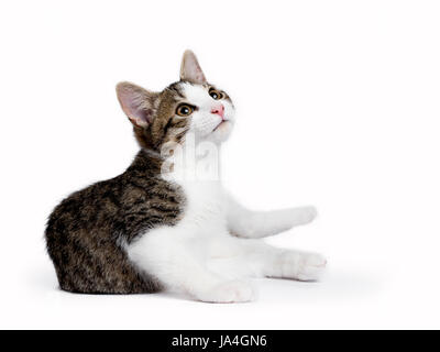 European shorthair chaton / chat fixant isolé sur fond blanc jusqu'à Banque D'Images