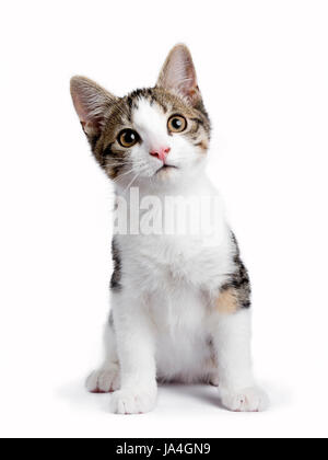 European shorthair chaton / chat assis sur fond blanc et à la recherche de l'appareil photo Banque D'Images