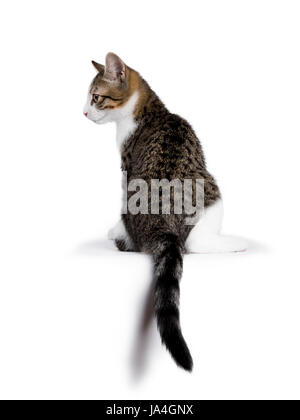 Glamourshot d'shorthair chaton / chat assis sur fond blanc avec queue pendant vers le bas Banque D'Images