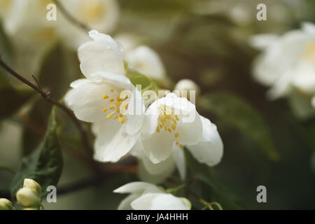 Un plan macro de fleurs de jasmin foisonnent dans journée ensoleillée Banque D'Images