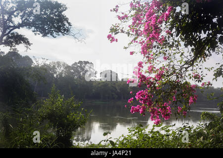 Brume matinale sur les douves entourant Angkor Wat, Siem Reap, Cambodge Banque D'Images