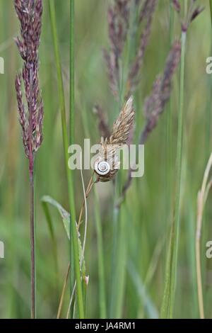 Escargot, coquille d'escargot, lames, brins d'herbe, brin d'herbe, herbe, prairie, Banque D'Images