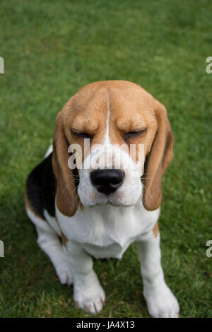 Beagle chiot une fille aux yeux clos qui pose pour la caméra dans un champ Banque D'Images