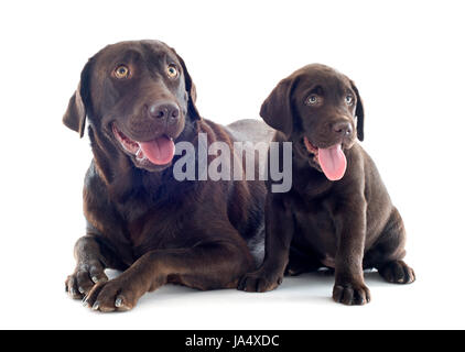 Chien, chiens, chiots, adultes, adultes, deux, l'animal, l'animal, brun, brun, brune, Banque D'Images