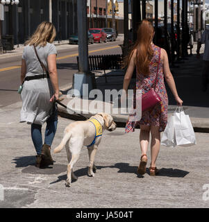 Femme traversant une route de la formation d'un chien labrador compagnons canins dans Ybor City Tampa Florida USA Banque D'Images