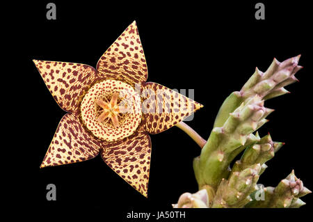 En fleurs fraîches Orbea variegata ou carrion flower plante succulente isolé sur un fond noir Banque D'Images