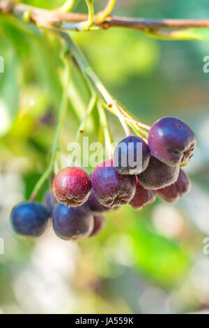 Froid, catarrhe, fruits à pépins,, prophylaxie, macro, portrait, macro, admission Banque D'Images