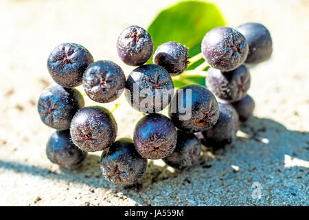 Froid, catarrhe, fruits à pépins,, prophylaxie, macro, portrait, macro, admission Banque D'Images