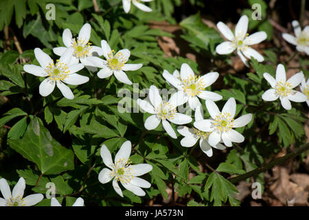 Blanc précoce, l'anémone des bois Anemone nemorosa, printemps, jolie fleur des bois et s'ouvrent dans la lumière du soleil de l'après-midi gris, Hampshire, Mars Banque D'Images