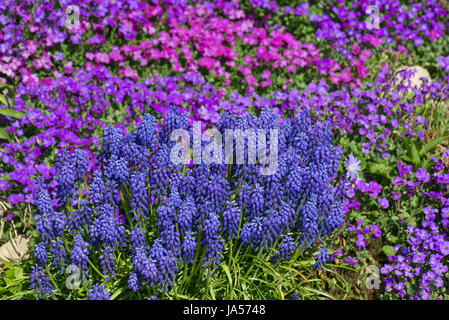 Aubretia, Aubrieta sp., et muscaris, Muscari sp., bleu, rose et rouge au début du printemps des fleurs sur un jardin de rocaille, Berkshire, Mars Banque D'Images