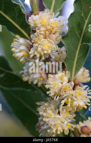 Laurier-sauce ou sweet bay, Larurus nobilis, les fleurs et les feuilles d'herbe / spice arbuste, Berkshire, Avril Banque D'Images