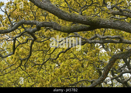 Branches sombres spectaculaire d'un chêne, Quercus robur, silhouetté contre de nouvelles feuilles vert clair et des fleurs au printemps, Berkshire, Mai Banque D'Images