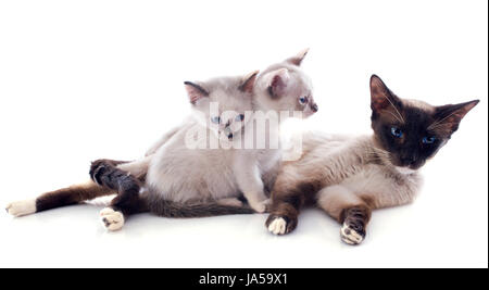 Oriental, pussycat, chat, chat domestique, bleu, femme, animal, animal, yeux, studio, Banque D'Images