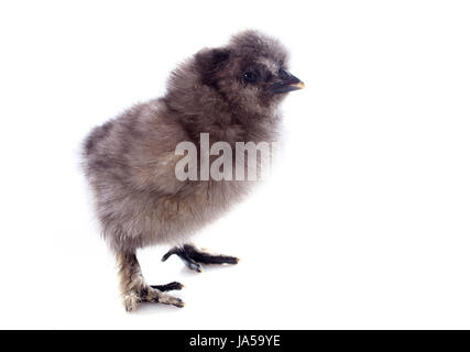 Un petit poussin silkie bantam sur fond blanc Banque D'Images