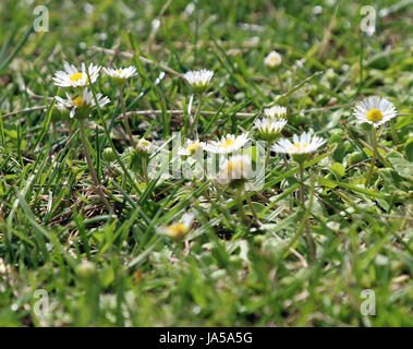 4 juin 2017 - Daisy - Bellis perennis est une politique commune de l'espèce de Daisy Banque D'Images