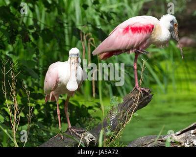 Animal, oiseau, oiseaux, cascades, d'oiseaux aquatiques, de la nature, des animaux, des oiseaux, des animaux, Banque D'Images