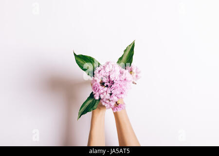 Petit bouquet d'Oeillets roses dans les mains sur un fond blanc, close-up Banque D'Images