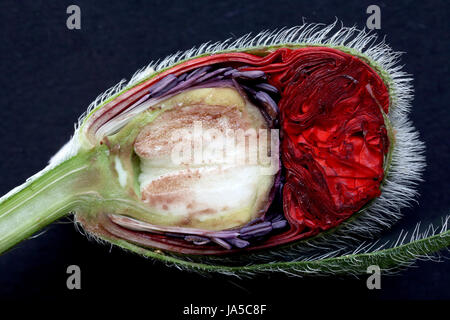 Printemps, coquelicot, Bud, pivotante, rouge, macro, close-up, Close up, admission macro Banque D'Images