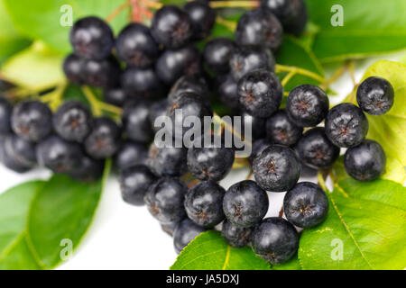 Vitamin, doucement, arbre, vert, l'agriculture, de l'agriculture, mûr, froid, catarrhe, Banque D'Images