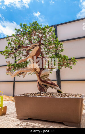 Au cours de l'exposition de Bonsai fleurs annuel festival "Temps de flors 2017" Banque D'Images