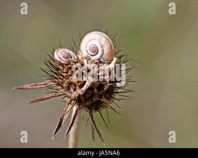 Deux jeunes escargots heath sur les semences avant dove skabiose Banque D'Images