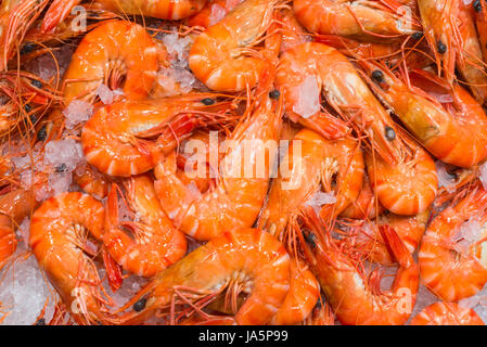 Crevettes géantes sur les ventes au marché aux poissons de Sydney, NSW, Australie. Banque D'Images