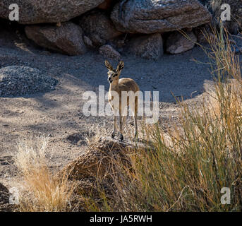 Un Klipspringer antilopes en Afrique australe Banque D'Images