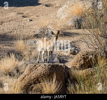 Un Klipspringer antilopes en Afrique australe Banque D'Images