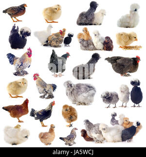 Groupe de poulet et le fichier sur un fond blanc Banque D'Images