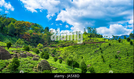 Belle scène de l'Inde, avec des collines, les plantations de thé vert et bleu ciel, Kerala, Munnar, India, panorama Banque D'Images