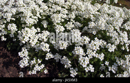 Evergreen Candytuft fleurs. Iberis sempervirens Banque D'Images