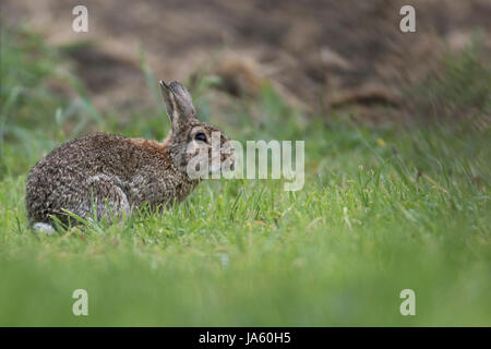 Lapin sauvage dans un champ Banque D'Images