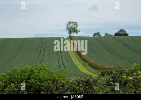 Un seul arbre sur le front d'un terrain vallonné vert au milieu de la photo. Une haie est allant vers l'arbre. Ciel bleu en été. Banque D'Images