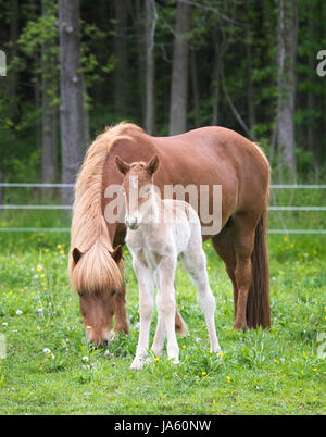 Icelandic Horse Jument et poulain son nouveau-né Banque D'Images