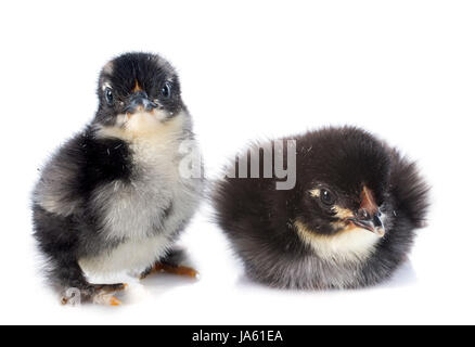 Deux poussins Marans devant un fond blanc Banque D'Images