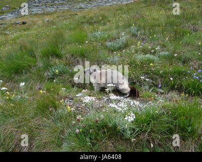 Animal, Alpes, rongeur, animal à fourrure, meadow, marmotte, marmotte, animal, Banque D'Images