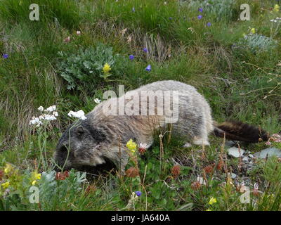 marmottes Banque D'Images