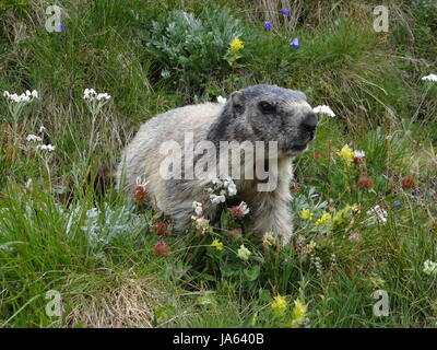 marmottes Banque D'Images