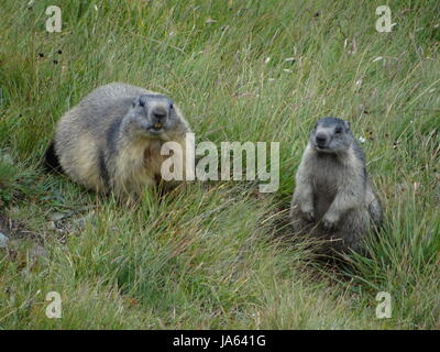 marmottes Banque D'Images